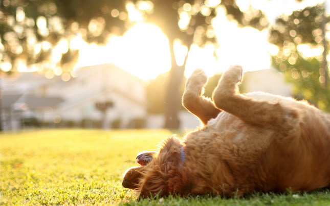 Best Dogs - Dog Care
