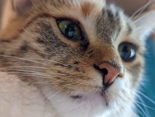 Pet Supply Store «PetPeople», reviews and photos, 2830 Fishinger Rd, Columbus, OH 43221, USA