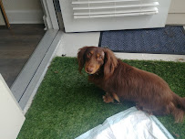 Salty Paws Pet Sitting - Photo 1 - Car repair in Pensacola, FL, Pensacola