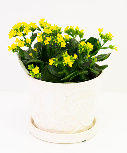 Florist «The Flower Bucket», reviews and photos, 7700 N Lamar Blvd, Austin, TX 78752, USA