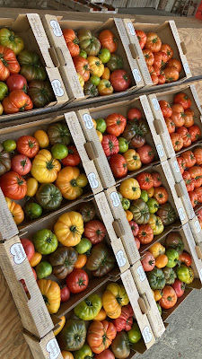 TOMATE HOLLAAR à Bias