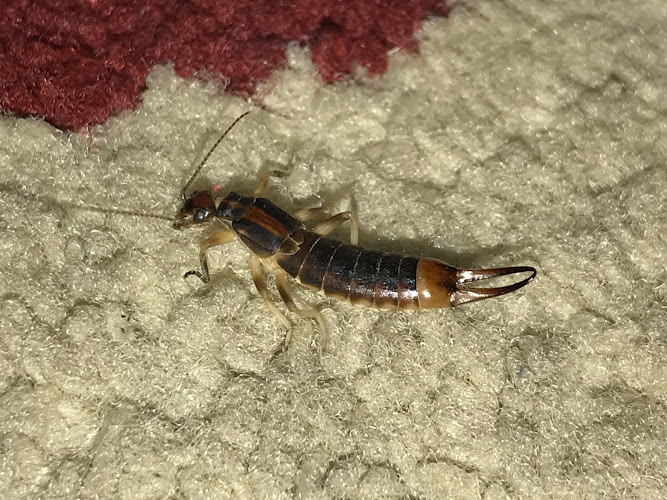 Photo of Infinite Pest Solutions in Oviedo, FL