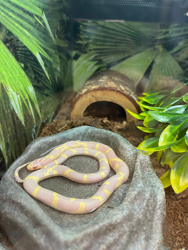 Pet Supply Store «PetSmart», reviews and photos, 625 W Crossville Rd, Roswell, GA 30075, USA