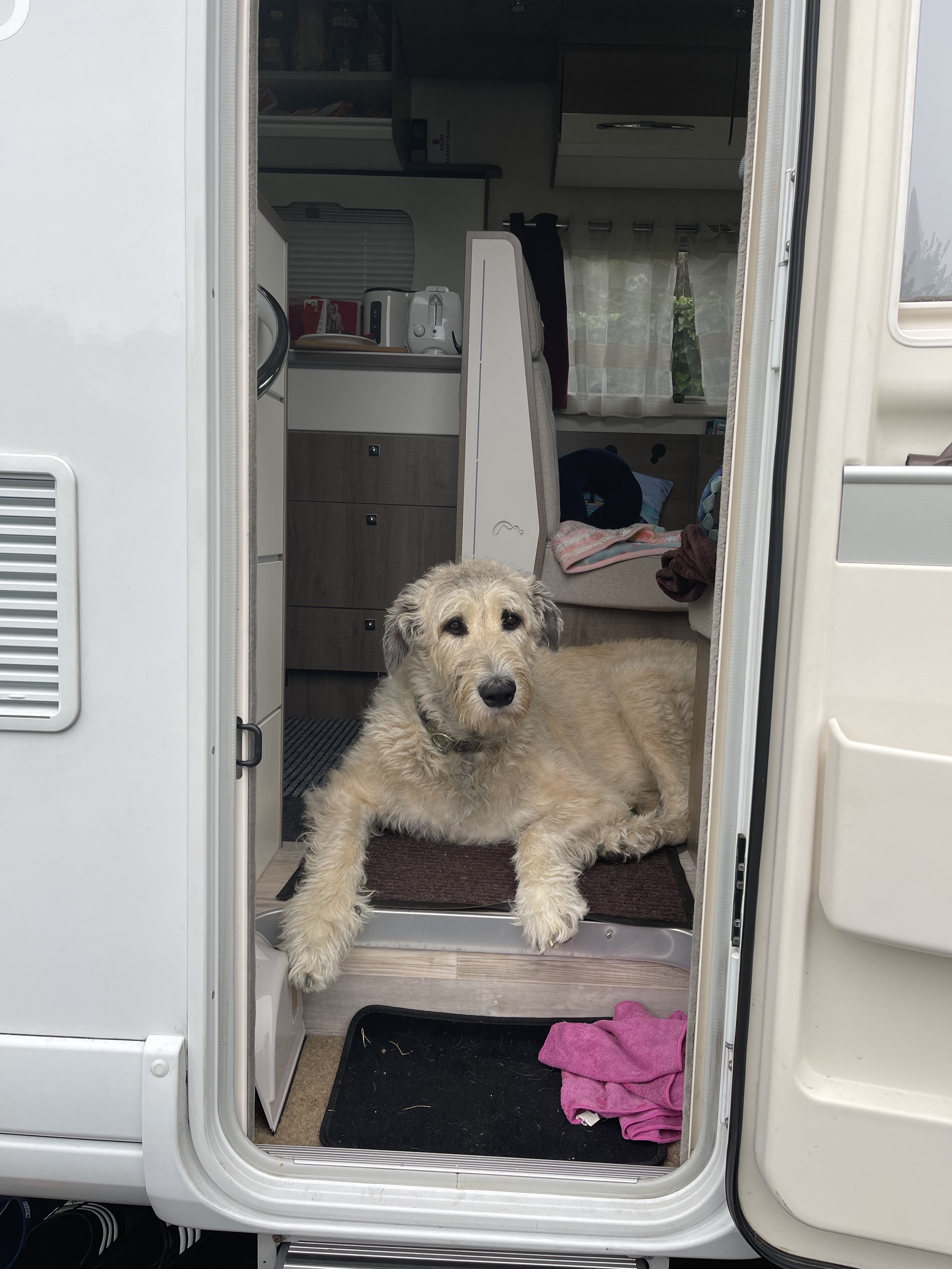 Photo n° 1 de l'avis de pawbenio. fait le 21/08/2021 à 05:44