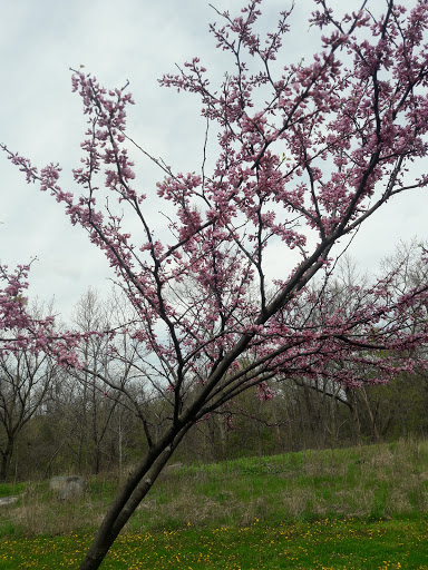 Tourist Attraction «Mill Creek Falls», reviews and photos, Mill Creek Trail, Cleveland, OH 44105, USA