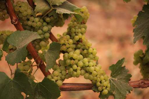 Winery «Coelho Winery», reviews and photos, 111 5th St, Amity, OR 97101, USA