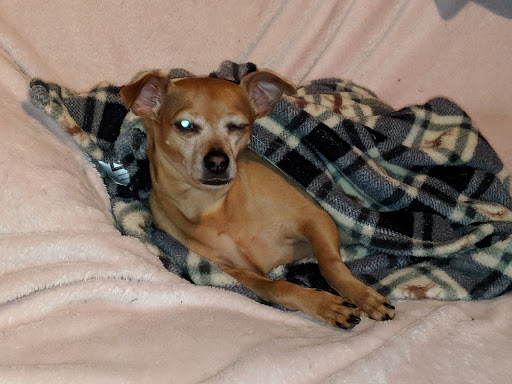 Pet Supply Store «Pet Supplies Plus», reviews and photos, 61 Irving Park Rd, Streamwood, IL 60107, USA