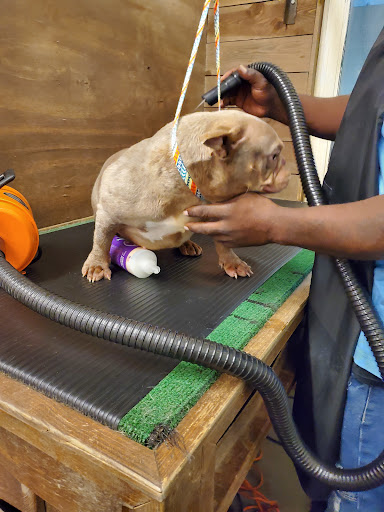 Pet Supply Store «Wags & Whiskers - West Nashville», reviews and photos, 3731 Charlotte Ave, Nashville, TN 37209, USA