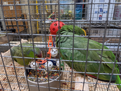 Pet Store «Parrots Of The World Aquarium and Pet Center», reviews and photos, 316 Sunrise Hwy #1, Rockville Centre, NY 11570, USA