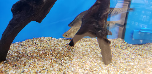 Pet Store «Petsway», reviews and photos, 1717 W Kearney St, Springfield, MO 65803, USA