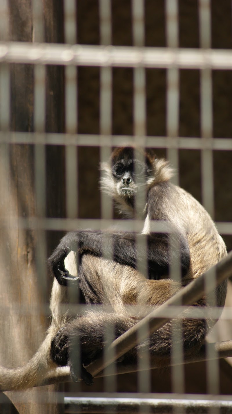 サル舎 上野動物園