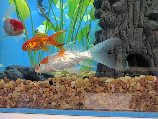 Pet Supply Store «Pet Supermarket», reviews and photos, 268 Grande Heights Dr, Cary, NC 27513, USA