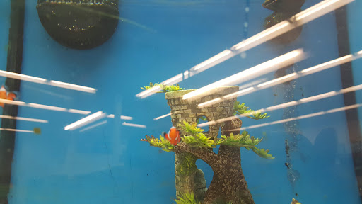 Pet Supply Store «Petco Animal Supplies», reviews and photos, 3055 Columbia Blvd #117, Titusville, FL 32780, USA