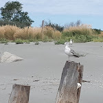 Photo n°1 de l'avis de Giuliano.i fait le 11/07/2022 à 12:45 sur le  Soleluna Spiaggia Barricata à Porto Tolle