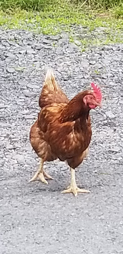 Ice Cream Shop «Owowcow Creamery», reviews and photos, 4105 Durham Rd, Ottsville, PA 18942, USA