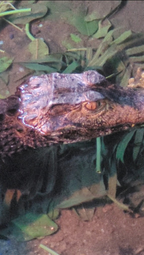 Pet Groomer «Edgewood Pet Center», reviews and photos, 3236 State Rd, Ashtabula, OH 44004, USA