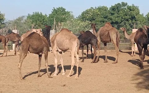 ICAR-National Research Centre on Camel image