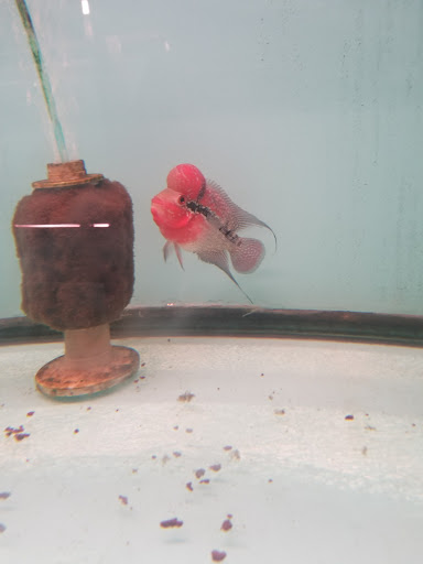 Pet Store «Pet World Ltd», reviews and photos, 14501 Warwick Blvd, Newport News, VA 23608, USA