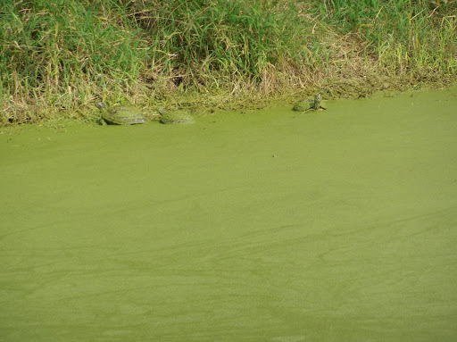 Park «Hugh Ramsey Nature Park», reviews and photos, 1000 TX-499 Loop, Harlingen, TX 78550, USA
