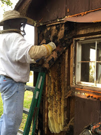 Alpine Farms Bee Removal - Photo 5 - Car repair in Palm City, FL, Port St. Lucie