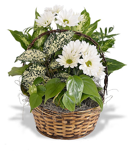 Florist «Phoenix Flower Shops», reviews and photos, 737 E Broadway Rd, Tempe, AZ 85282, USA