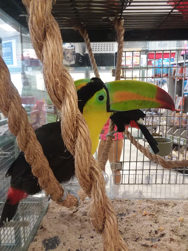 Pet Store «Petland Las Vegas», reviews and photos, 8800 W Charleston Blvd #3, Las Vegas, NV 89145, USA