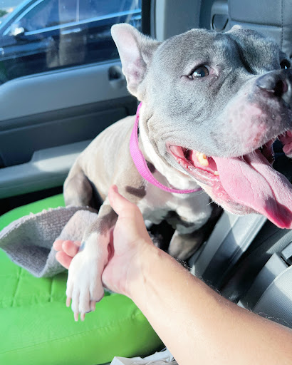 Pet Supply Store «PetSmart», reviews and photos, 1919 Wells Rd, Orange Park, FL 32073, USA