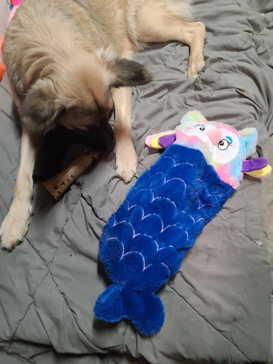 Lodging «PetSmart North Ogden», reviews and photos, 175 W 12th St, Ogden, UT 84404, USA