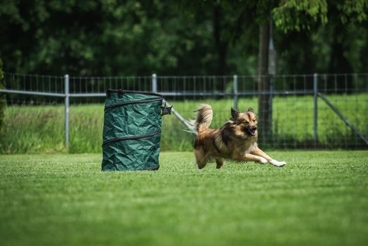 KVW - Deine Hundeschule in Schachen - Aarau