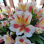 Photo n°4 de l'avis de Flavio.e fait le 13/06/2021 à 13:19 sur le  Ristorante da Kico à Assago