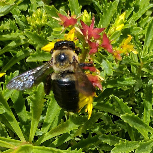 Coffee Shop «Starbucks», reviews and photos, 164 N York St, Elmhurst, IL 60126, USA