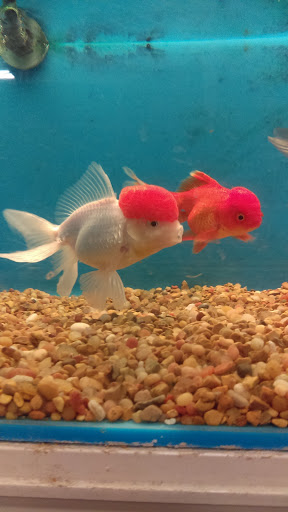 Pet Supply Store «PetSmart», reviews and photos, 1034 N El Camino Real, Encinitas, CA 92024, USA