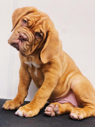 Pet Store «Animal Kingdom», reviews and photos, 4500 N Oracle Rd #254, Tucson, AZ 85705, USA