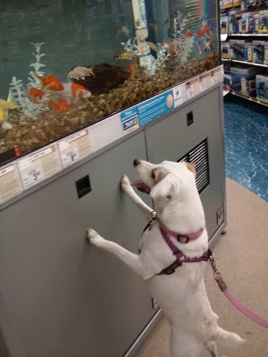 Pet Supply Store «Petco Animal Supplies», reviews and photos, 9311 192nd Ave E, Bonney Lake, WA 98391, USA