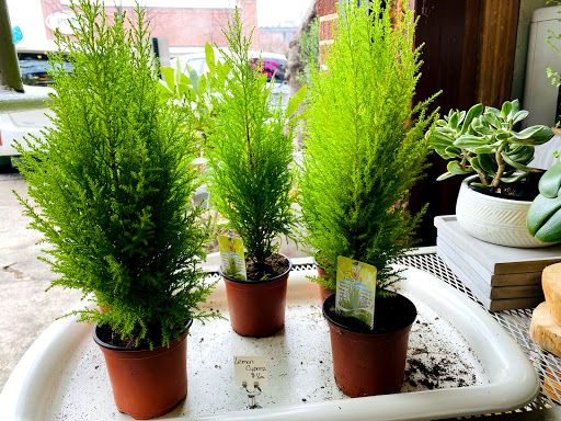 Florist «Adaptation Floral Design», reviews and photos, 316 North Highland Avenue Northeast, Atlanta, GA 30307, USA