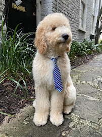 The Island Pawplex - Photo 4 - Car repair in Charleston, SC, Charleston