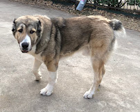 Home Alone Pet Sitting - Photo 2 - Car repair in , Denton