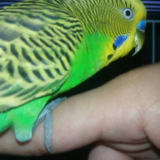 Pet Store «Inez Pet Shop», reviews and photos, 3825 Whittier Blvd, Los Angeles, CA 90023, USA