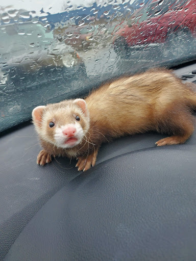Pet Supply Store «Petco Animal Supplies», reviews and photos, 4491 Kirkwood Hwy, Wilmington, DE 19808, USA