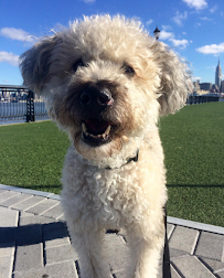 Trusty Tails Pet Care - Photo 6 - Car repair in Hoboken, NJ, New York