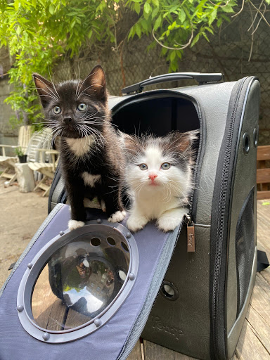 Pet Supply Store «PS9 Pets», reviews and photos, 169 N 9th St, Brooklyn, NY 11211, USA