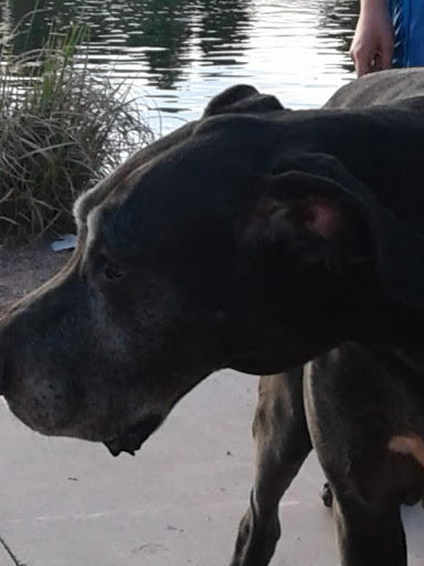 Park «Lorenzi Park», reviews and photos, 3343 W Washington Ave, Las Vegas, NV 89107, USA