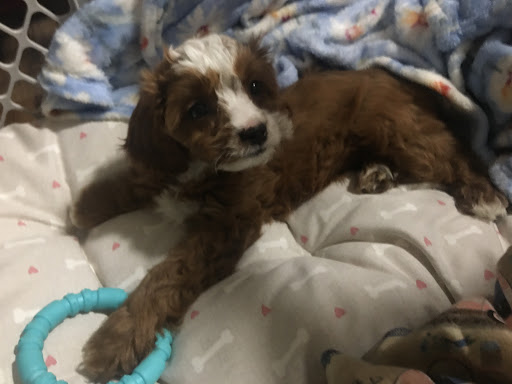 Pet Store «AA Ridgewood Kennels II», reviews and photos, 5401 Lincoln Hwy, Gap, PA 17527, USA