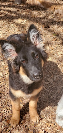 My Love Fur Paws Pet Resort - Photo 9 - Car repair in Austin, TX, Austin