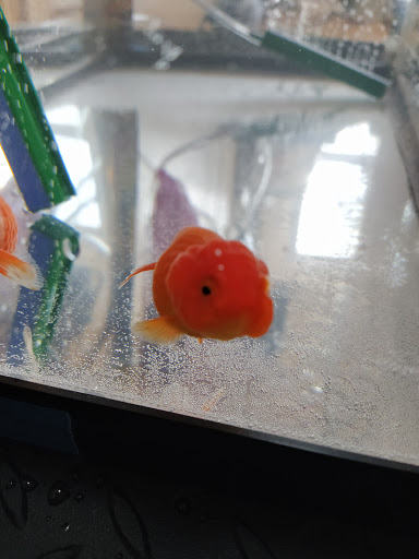 Tropical Fish Store «KHC Aquarium», reviews and photos, 150-1 Northern Blvd, Flushing, NY 11354, USA