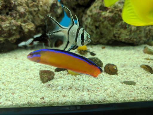 Pet Supply Store «Petco Animal Supplies», reviews and photos, 22 Peninsula Center, Rolling Hills Estates, CA 90274, USA