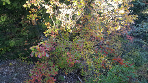 Gift Shop «Quechee Gorge Gifts & Sportswear», reviews and photos, 6053 Woodstock Rd, Quechee, VT 05059, USA