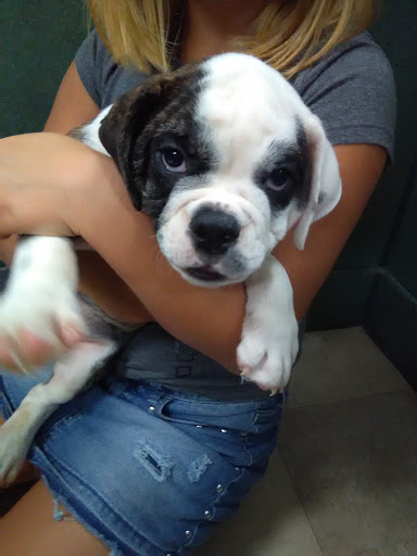 Pet Store «Petland», reviews and photos, 7030 Bandera Rd, San Antonio, TX 78238, USA