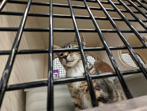 Pet Supply Store «Petco Animal Supplies», reviews and photos, 2230 Marlton Pike W #3, Cherry Hill, NJ 08002, USA