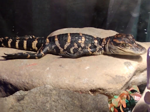 Pet Store «Petfection Exotic Pet Specialist», reviews and photos, 2989 PA-611 Suite 102, Tannersville, PA 18372, USA